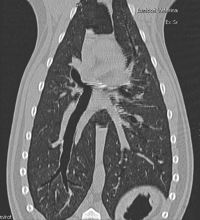 CT image at 2 week re examination